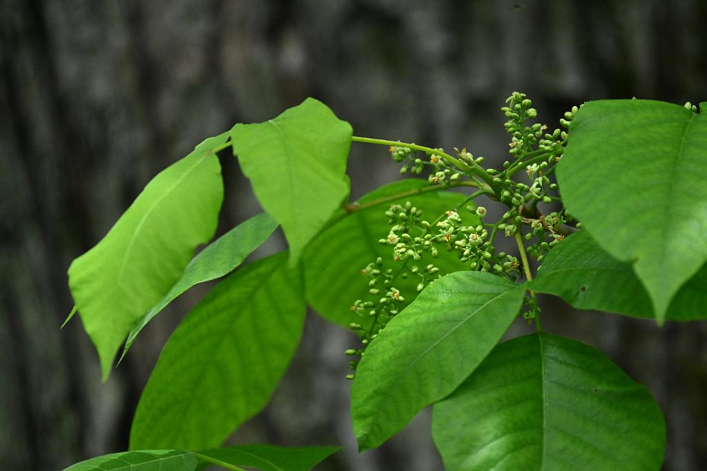 2025-05288710 Oxbow NWR, MA.JPG - Poison Ivy. Oxbow National Wildlife Refuge, MA, 5-28-2025